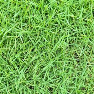 Mexican Bermuda Carpet Grass Price in Bangladesh